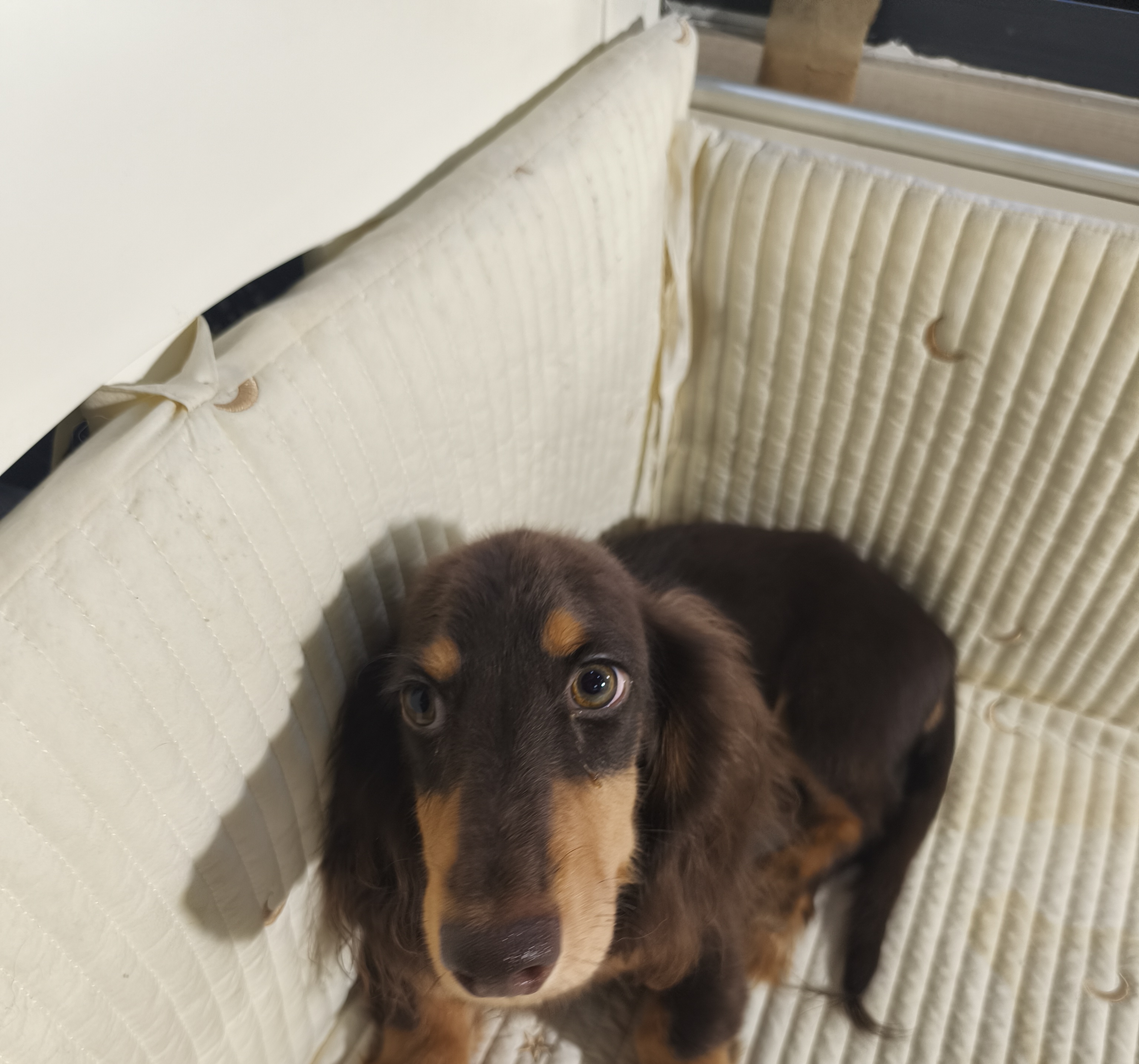 好打理 骨架粗 长毛腊肠犬